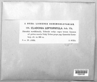 Cladonia peziziformis image